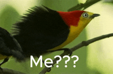 a black and yellow bird with a red head is sitting on a tree branch with the words me written below it