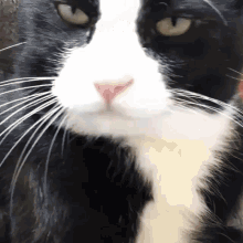 Bruh Lick GIF - Bruh Lick Cat GIFs