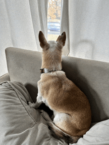 a dog is sitting on a couch and looking out a window