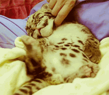 Pets Cat GIF - Pets Cat Tickle GIFs