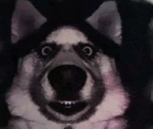a close up of a husky dog making a funny face with its mouth open .