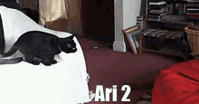 Ari Cat Ari Season One GIF - Ari Cat Ari Season One Cat GIFs