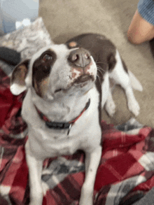 Have A Good Day Dog GIF