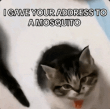a cat is looking at the camera with a caption that says i gave your address to a mosquito .