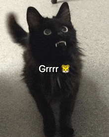 Agry Cat GIF - Agry Cat GIFs