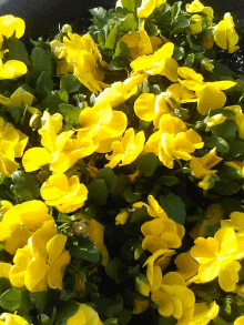 Yellow Flowers GIF - Yellow Flowers GIFs