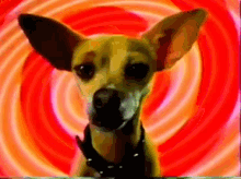 Taco Bell Dog Funny Animals GIF - Taco Bell Dog Funny Animals Retro Commericals GIFs
