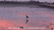 Deer Prance GIF - Deer Prance Lockdown GIFs