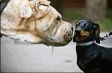 a bulldog and a dachshund are sniffing each other on the nose