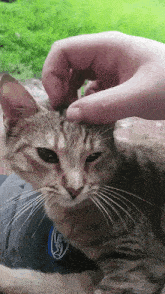 Cat Petting Cat GIF - Cat Petting Cat Pat GIFs