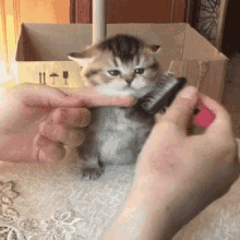 Fluffy Cat GIF - Fluffy Cat Brush GIFs