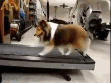Cheating On Exercise GIF - Sheltie Dog Cheat GIFs