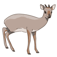 antelope silver dik dik