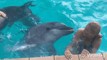 A Dolphin Feels Happy After A Kiss Viralhog GIF - A Dolphin Feels Happy After A Kiss Viralhog A Dolphin Is Elated After A Kiss From A Woman GIFs