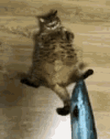 Fat Cat Catch GIF - Fat Cat Catch Fish GIFs