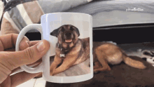 Amazing The Pet Collective GIF - Amazing The Pet Collective Cute GIFs