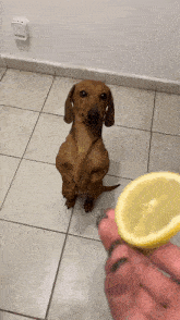 Wiener Dog Eating Lemon GIF