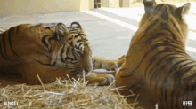 Tiger Married At First Sight GIF - Tiger Married At First Sight Wild Animal GIFs