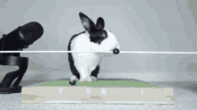 Pipkin Rabbit Falls GIF - Pipkin Rabbit Falls Rabbit GIFs