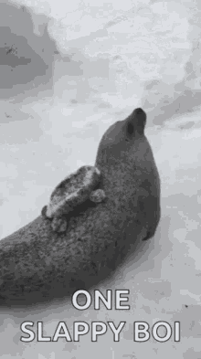 Seal Slapping Belly GIF - Seal Slapping Belly One Slappy Boi GIFs