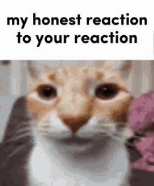 reaction cat honest