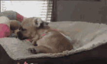 Greta Puppy GIF - Greta Puppy Sleepy GIFs