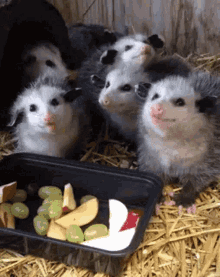 Possum Eat GIF - Possum Eat Cute GIFs