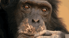 stare blank stare thinking chimps chimpanzee