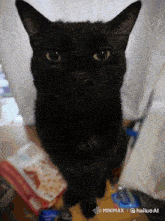a black cat is sitting on a table with a box of food in the background and the words minimax on the bottom right