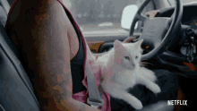 cat cat people cute pet driving