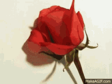 Rose Wilted GIF - Rose Wilted Wilting GIFs