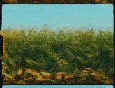 a painting of a field with a blue sky behind it