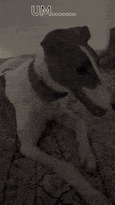 Sparkles Stuwie GIF - Sparkles Stuwie Greyhound GIFs