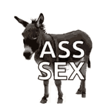 Donkey Cute GIF - Donkey Cute Ass Sex GIFs