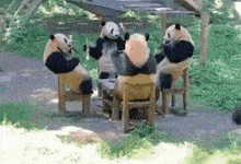 a group of panda bears are sitting around a table eating bamboo .