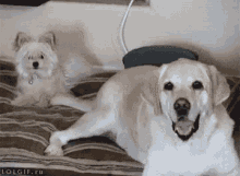 Dog Cute GIF - Dog Cute Slap GIFs