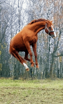 Bounce Horse GIF - Bounce Horse Pets GIFs