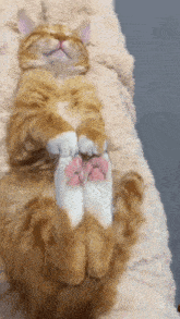 Sleepy Cat Sleeby GIF - Sleepy Cat Sleeby When I Say That I Am On The Grind This Is What I Mean GIFs