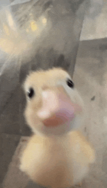 a close up of a baby duck looking at the camera with a pink beak .