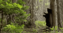 Bear Tree GIF - Bear Tree Forest GIFs