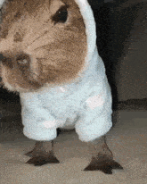 a close up of a guinea pig wearing a blue hoodie