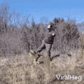 Man Kicking Coyote Cub Young Coyote GIF - Man Kicking Coyote Cub Young Coyote Viralhog GIFs
