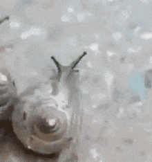a close up of a snail crawling on a sandy surface .