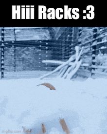 Hi Racks Fox GIF - Hi Racks Racks Fox GIFs