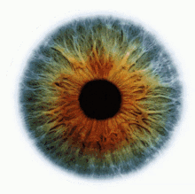 oeil vue eyes different color iris