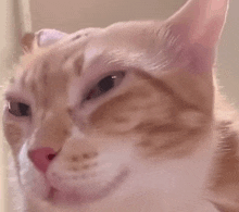 a close up of a cat 's face with its eyes closed .
