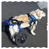 a dog wearing a blue harness and wheelchair is standing on a beach