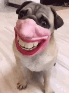 pug dog funny mask funny animals