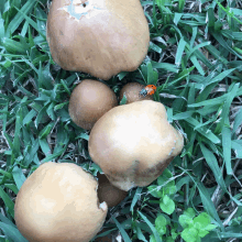 Ladybug Mushrooms GIF