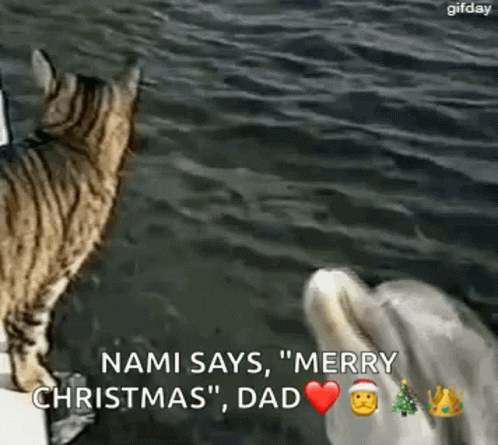 Funny Animals GIF - Funny Animals - Discover & Share GIFs
